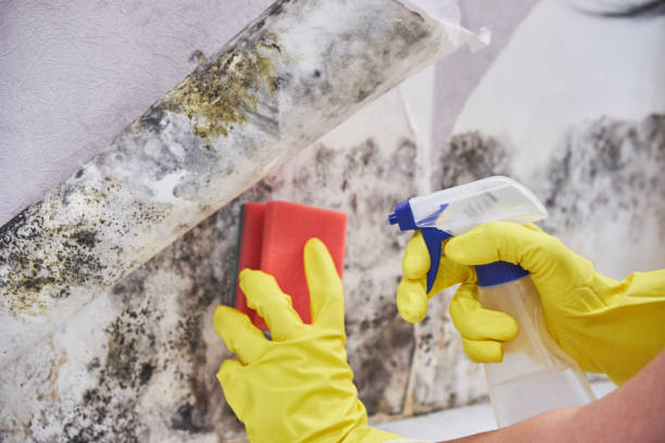 Mold Remediation for Vacation Homes in Gunter, TX